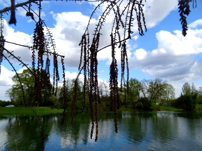 Rameaux feuillus et inflorescences de Cyprès chauve des ma… 
