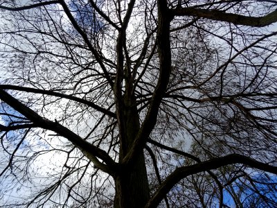 Cyprès chauve des marécages, Taxodium distichum, Taxodiacé… 