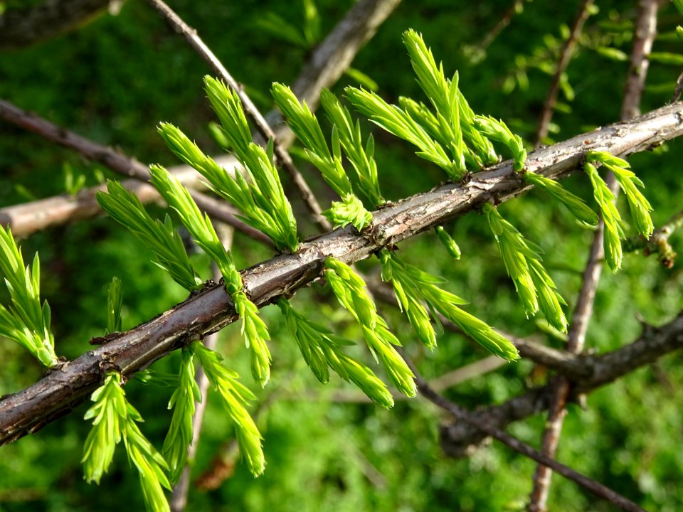 Rameaux feuillus de Cyprès chauve des marécages, Taxodium … 