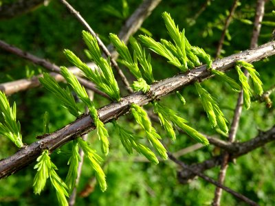 Rameaux feuillus de Cyprès chauve des marécages, Taxodium … 