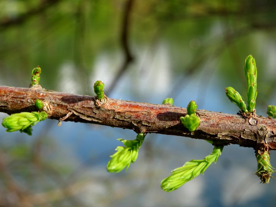 Rameaux feuillus de Cyprès chauve des marécages, Taxodium … 