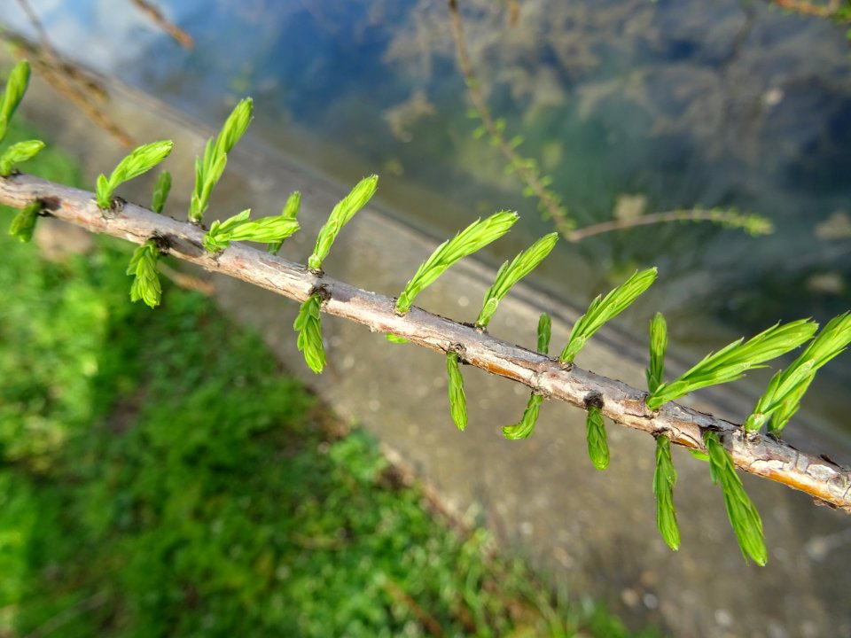 Rameaux feuillus de Cyprès chauve des marécages, Taxodium … 