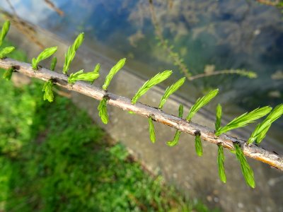 Rameaux feuillus de Cyprès chauve des marécages, Taxodium … 