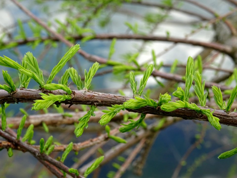 Rameaux feuillés du Cyprès chauve des marécages, Taxodium … 