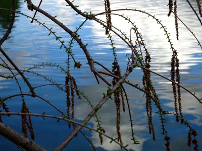 Rameaux feuillus et inflorescences de Cyprès chauve des ma… 