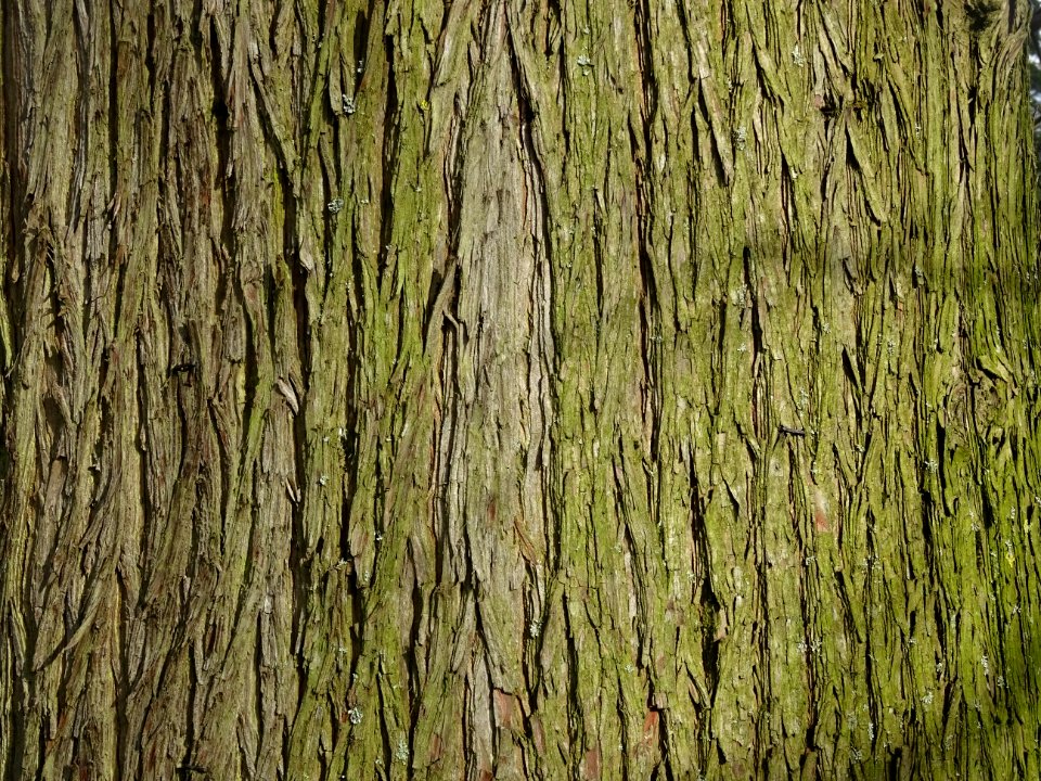Tronc du Cyprès chauve des marécages, Taxodium distichum, … 