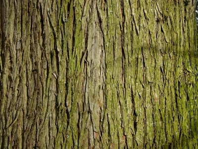 Tronc du Cyprès chauve des marécages, Taxodium distichum, … 