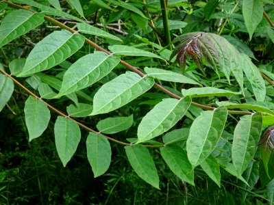 Feuilles d' Ailante glanduleux, Ailanthus altissima, Simar… 