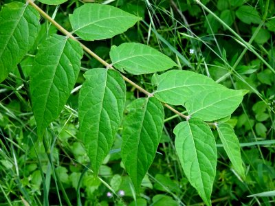 Feuilles d' Ailante glanduleux, Ailanthus altissima, Simar… 