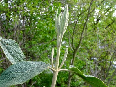 Viorne à feuilles ridées, Viburnum rhytidophyllum, Caprifo… 