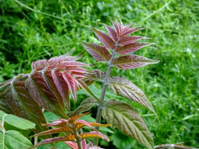 Jeunes feuilles d' Ailante glanduleux, Ailanthus altissima… 