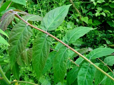 Feuilles d' Ailante glanduleux, Ailanthus altissima, Simar… 