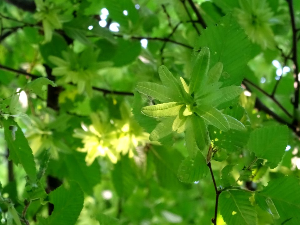 Feuilles et fruits (samares) du Charme, Carpinus betulus, … 