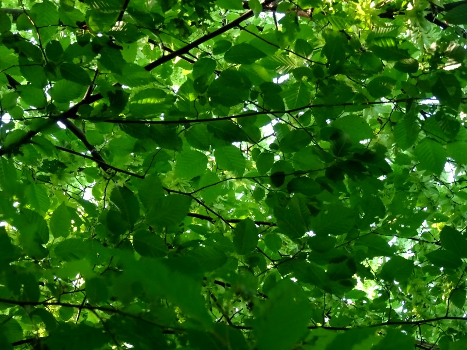 Feuilles du Charme, Carpinus betulus, Corylacées 