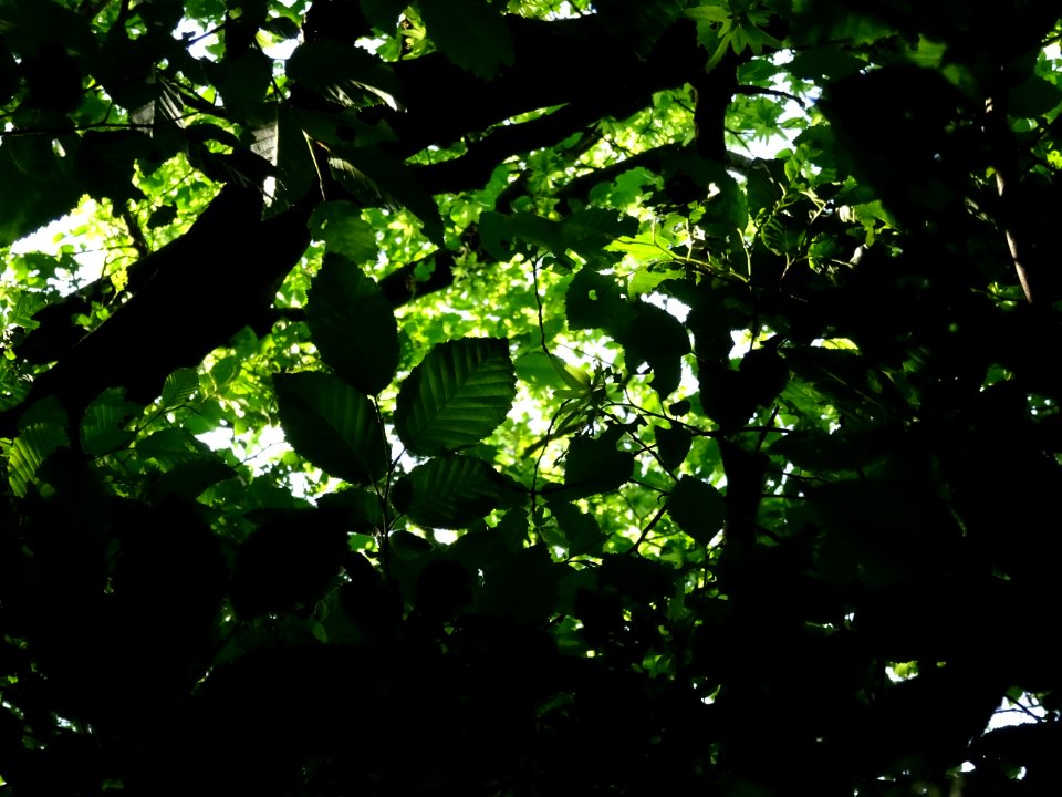 Feuilles du Charme, Carpinus betulus, Corylacées 