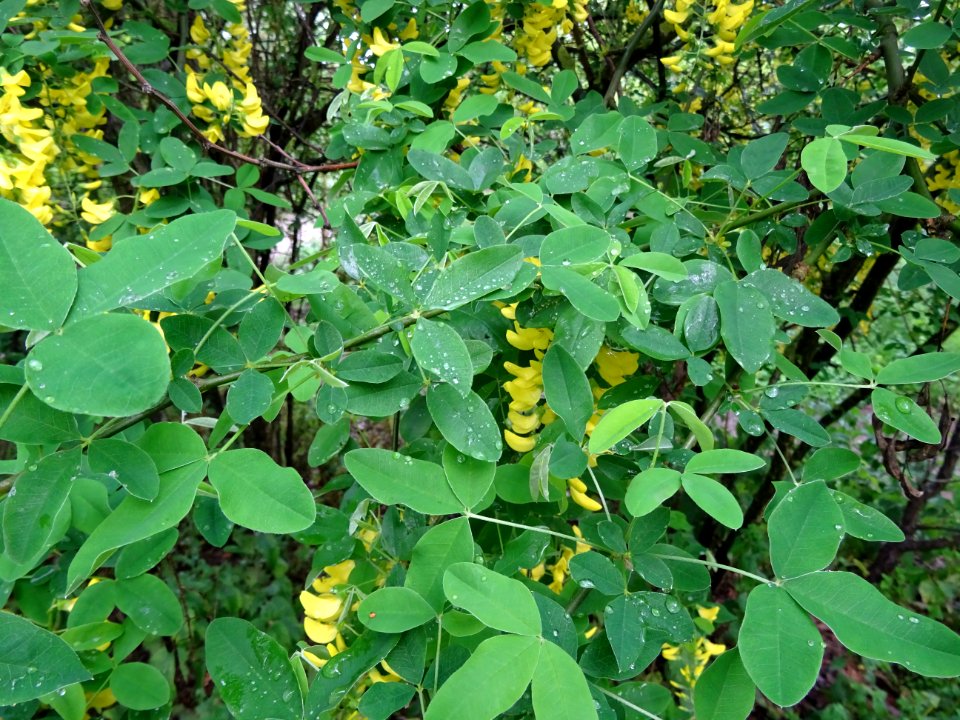 Cytise à grappes, Laburnum anagyroides, Fabacées 