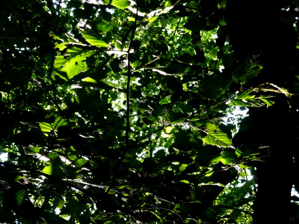 Feuilles du Charme, Carpinus betulus, Corylacées 