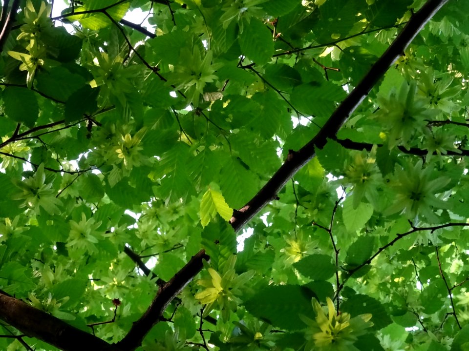Feuilles et fruits (samares) du Charme, Carpinus betulus, … 