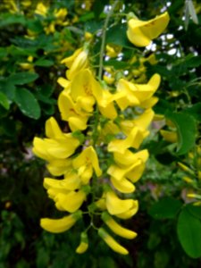 Cytise à grappes, Laburnum anagyroides, Fabacées 