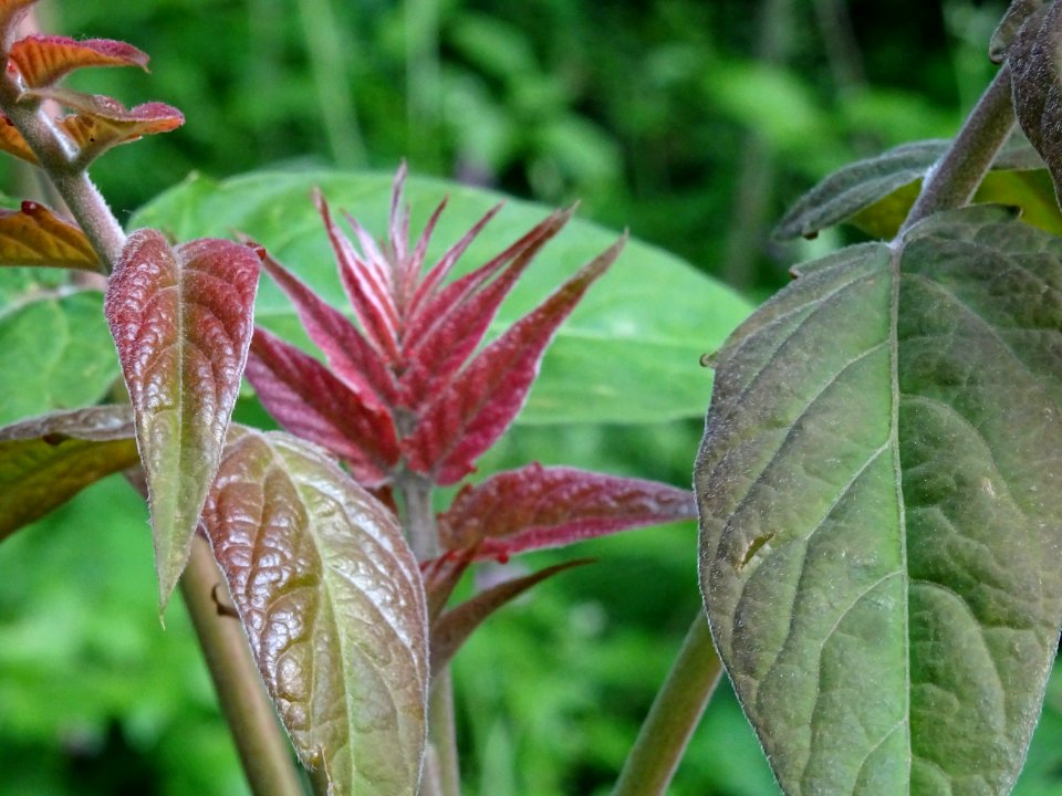 Jeunes feuilles d' Ailante glanduleux, Ailanthus altissima… 