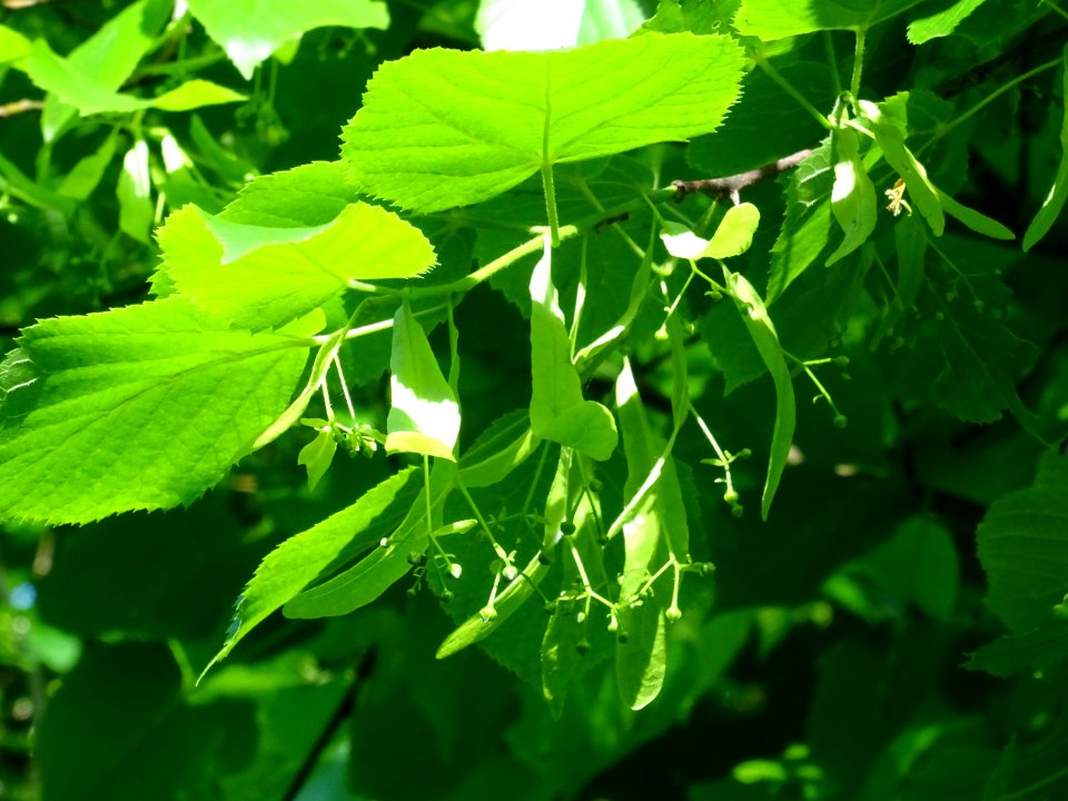 Feuilles et fleurs immatures avec bractées du Tilleul à pe… 