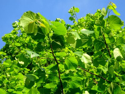 Feuilles du Tilleul à petites feuilles, Tilia cordata, Til… 