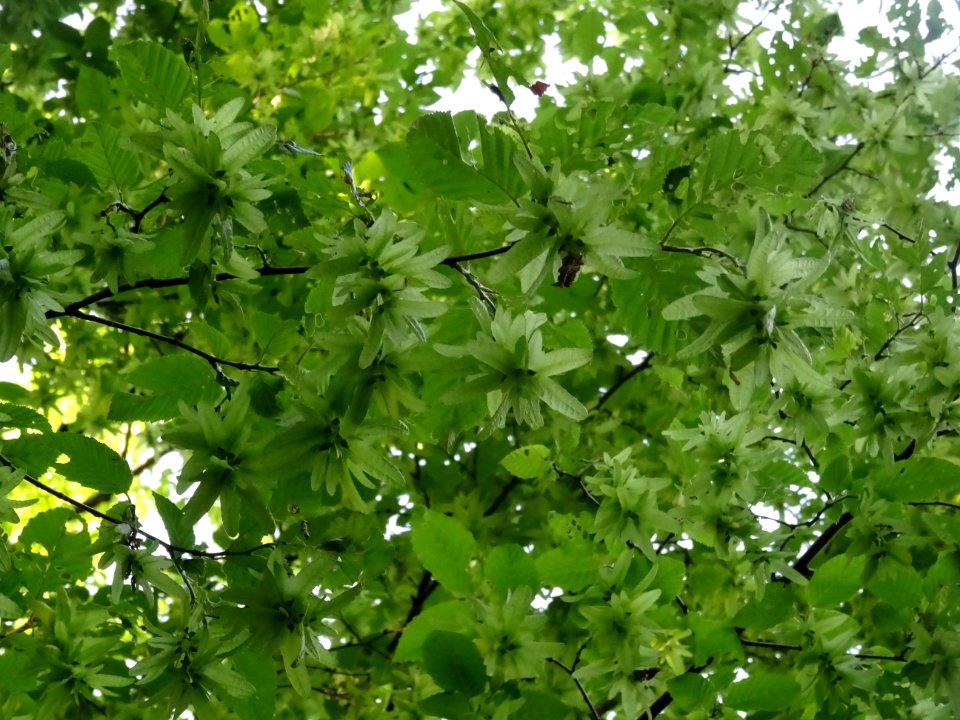 Feuilles et fruits (samares) du Charme, Carpinus betulus, … 