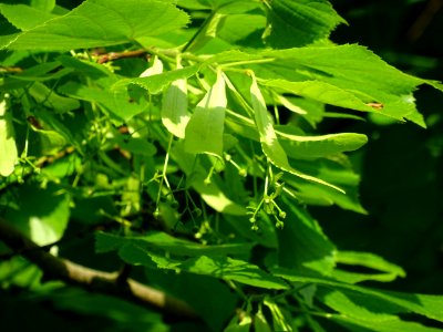 Feuilles et fleurs immatures avec bractées du Tilleul à pe… 