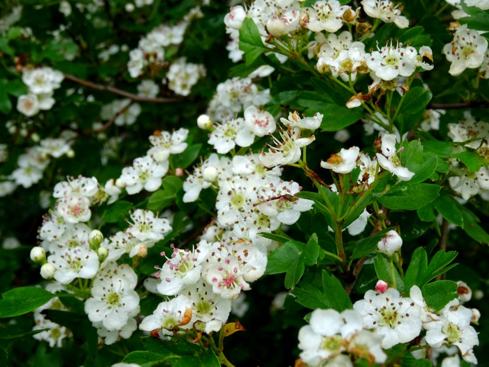Fleurs de l' Aubépine à un style, Crataegus monogyna, Rosa… 