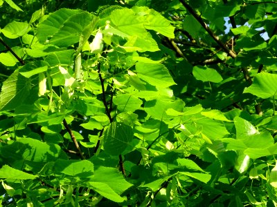 Feuilles et fleurs immatures avec bractées du Tilleul à pe… 
