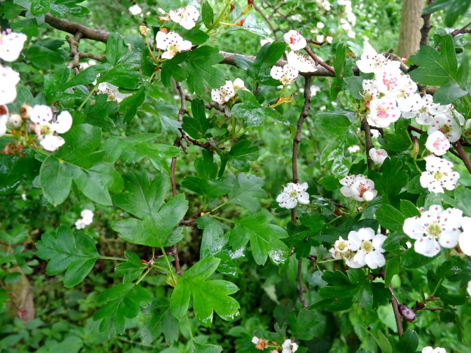 Feuilles et fleurs de l' Aubépine à un style, Crataegus mo… 