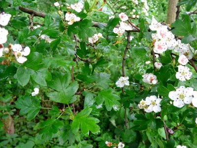 Feuilles et fleurs de l' Aubépine à un style, Crataegus mo… 