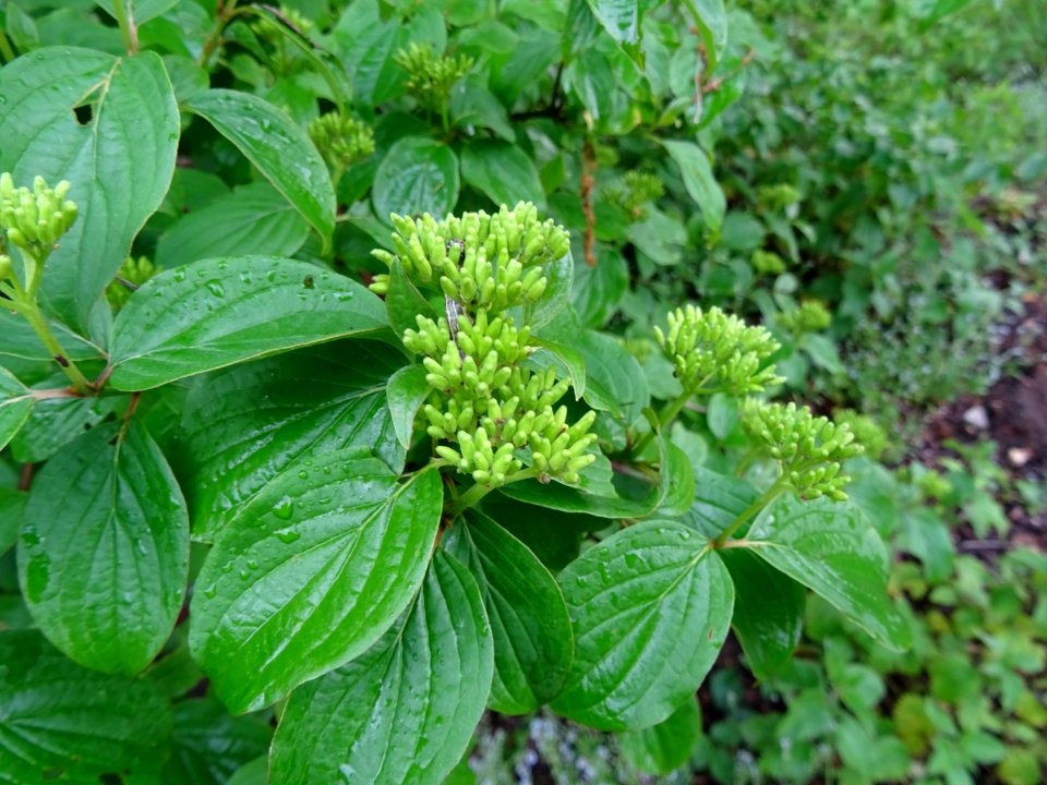 Cornouiller sanguin, Cornus sanguinea, Cornacées 