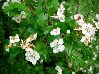 Feuilles et fleurs de l' Aubépine à un style, Crataegus mo… 