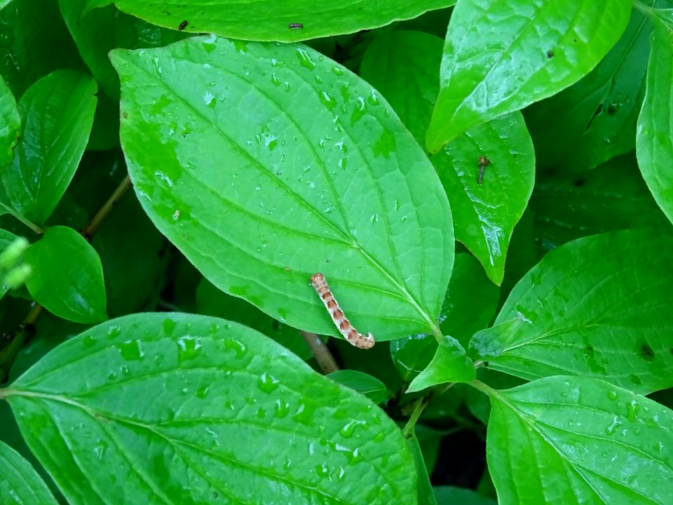 Chenille sur une feuille de Cornouiller sanguin, Cornus sa… 