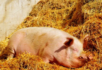 Animal relaxed concerns