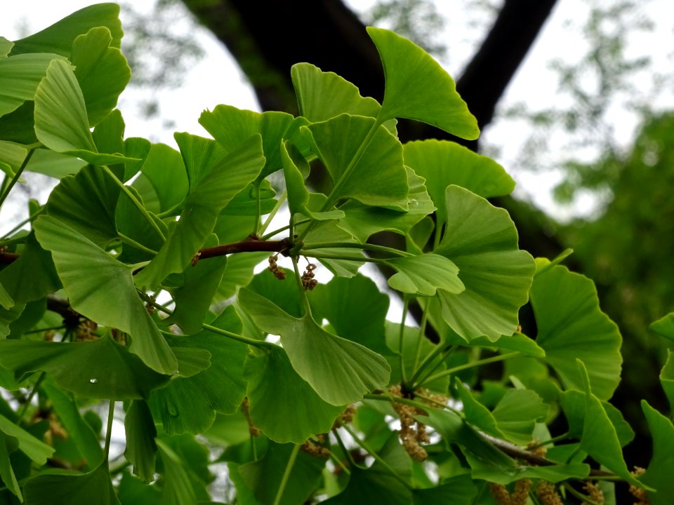 Feuilles du Ginkgo, Ginkgo biloba, Ginkgoacées 