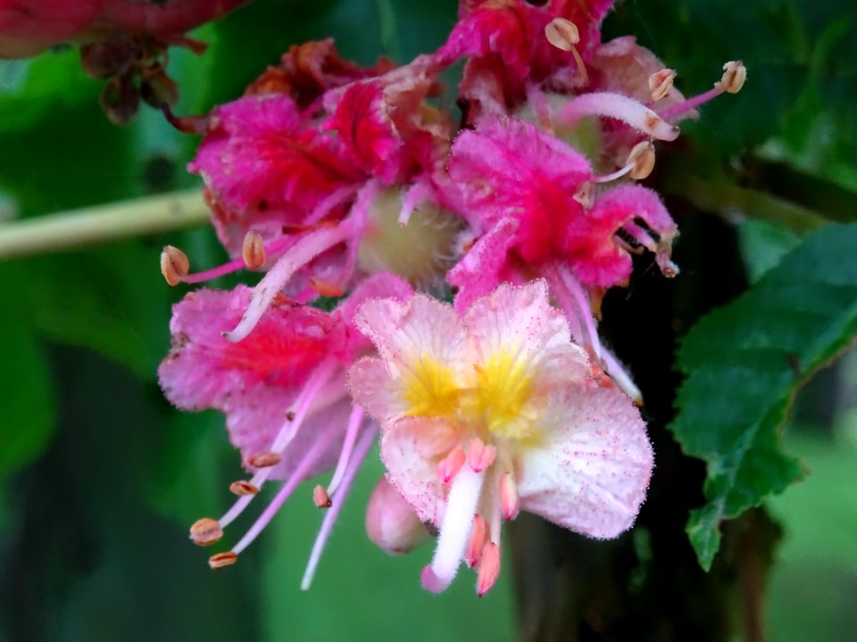 Marronnier à fleurs rouges, Aesculus * carnea, Hippocastan… 