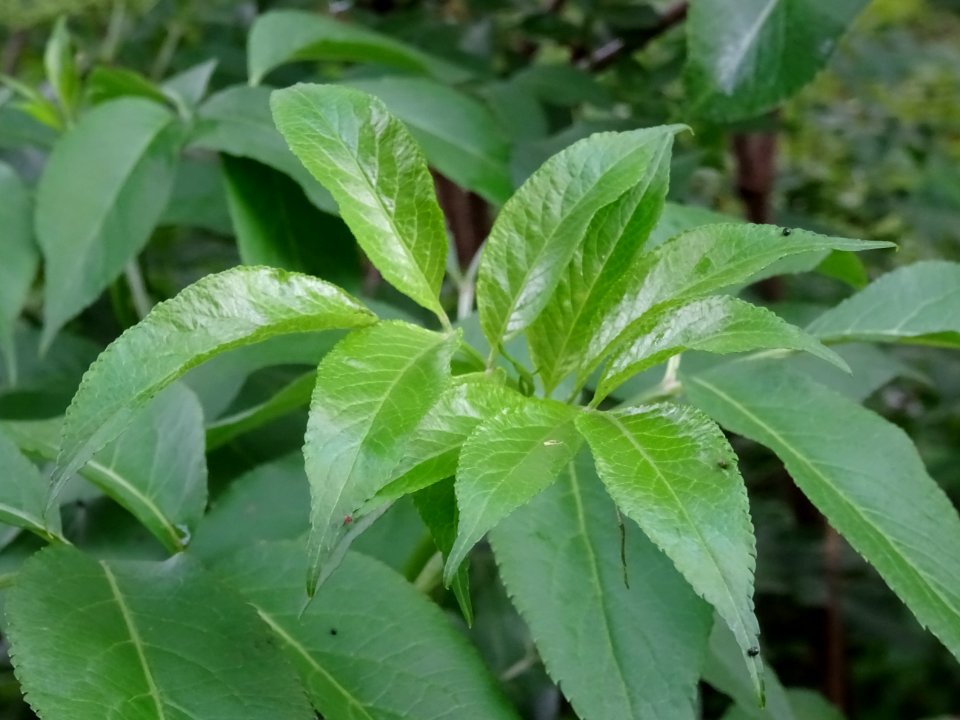 Feuilles du Sureau noir, Sambucus nigra, Caprifoliacées 