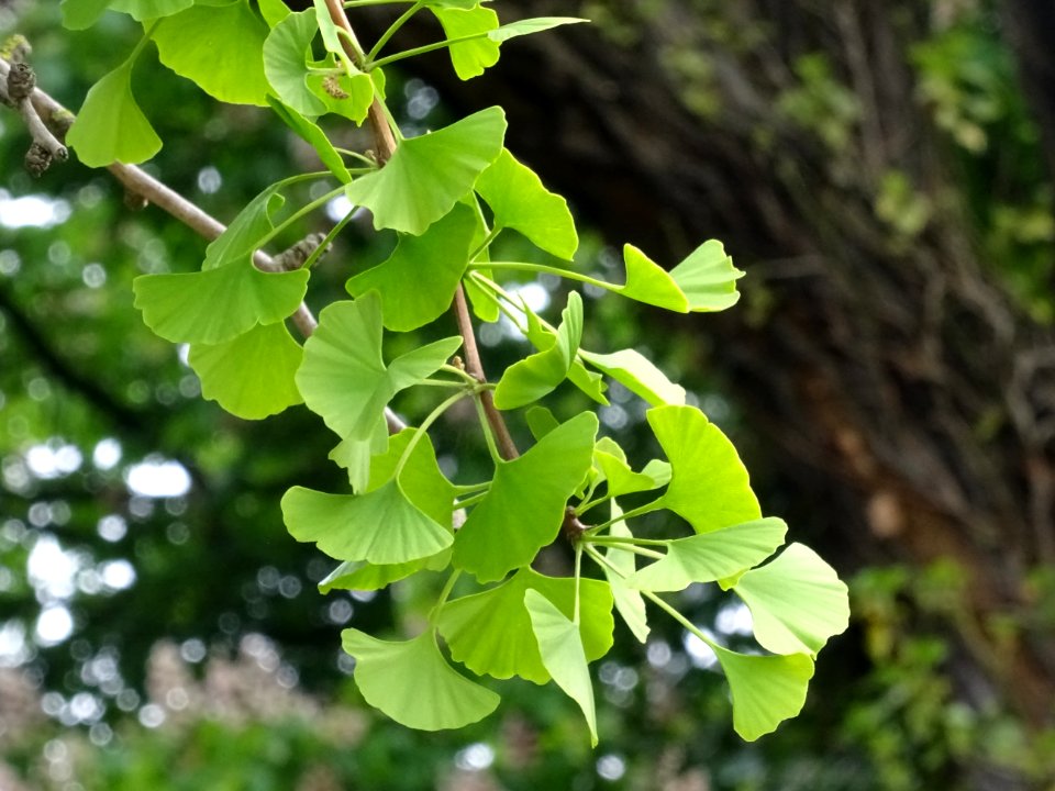 Bouquets de feuilles, Ginkgo, Ginkgo biloba, Ginkgoacées 