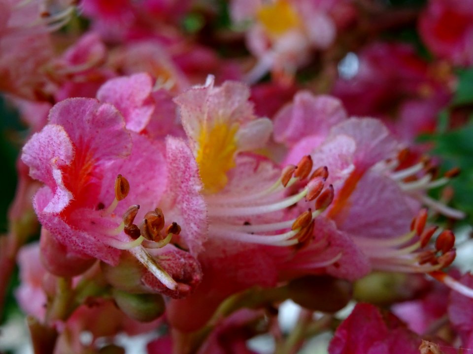 Marronnier à fleurs rouges, Aesculus * carnea, Hippocastan… 
