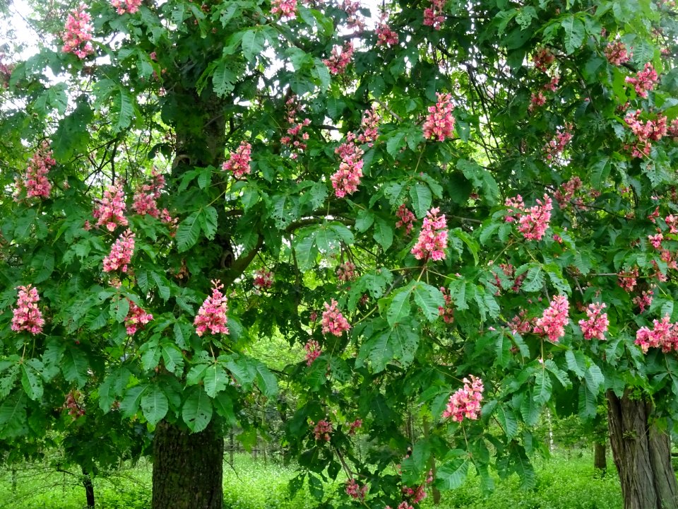 Marronnier à fleurs rouges, Aesculus * carnea, Hippocastan… 