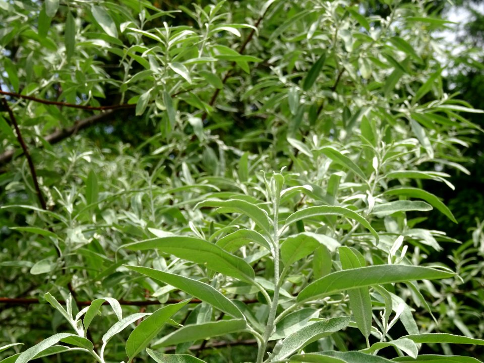 Feuilles de l'Olivier de Bohème, Elaeagnus angustifolia, E… 