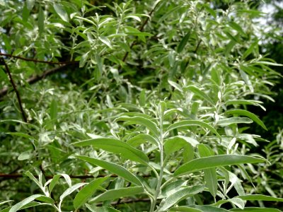 Feuilles de l'Olivier de Bohème, Elaeagnus angustifolia, E… 
