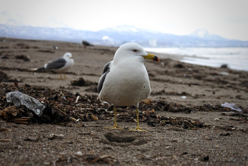 Wave sea gull seagull