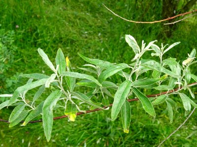 Feuilles de l'Olivier de Bohème, Elaeagnus angustifolia, E… 