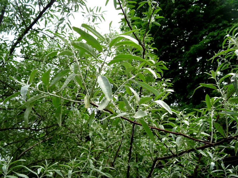 Feuilles de l'Olivier de Bohème, Elaeagnus angustifolia, E… 