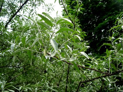 Feuilles de l'Olivier de Bohème, Elaeagnus angustifolia, E… 