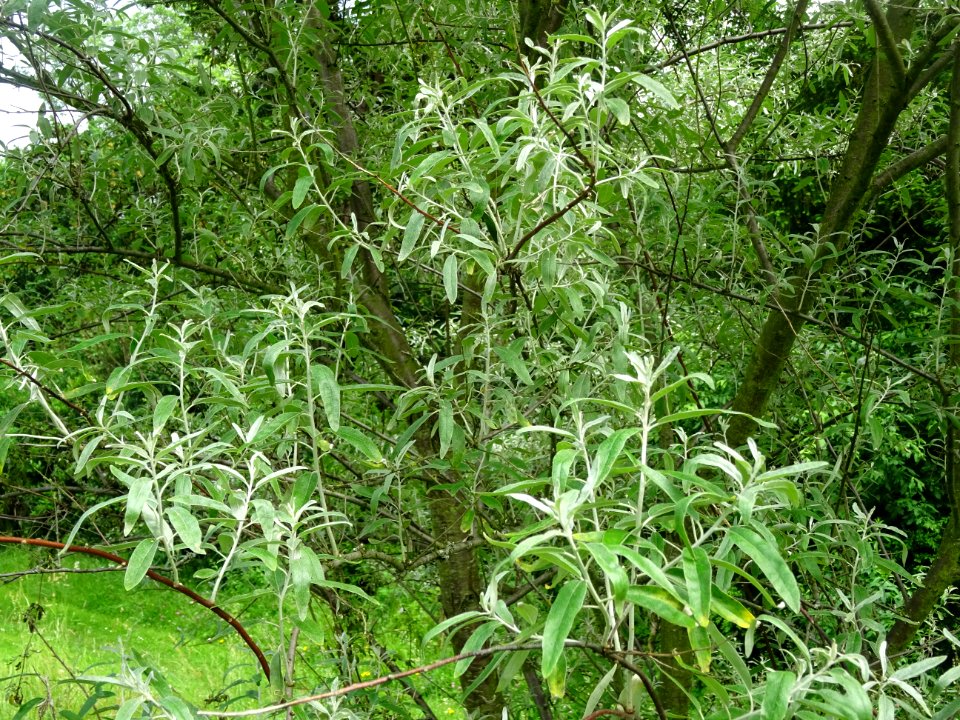 Feuilles de l'Olivier de Bohème, Elaeagnus angustifolia, E… 