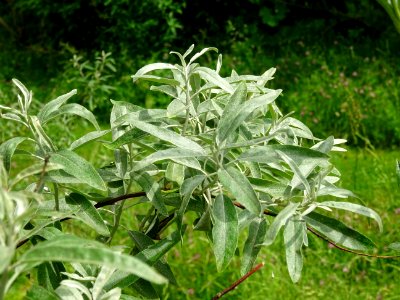 Feuilles de l'Olivier de Bohème, Elaeagnus angustifolia, E… 